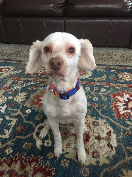 A white poodle-cross with a clipped body and fluffy ears after a full groom