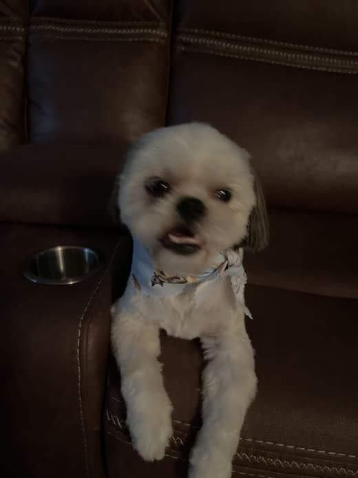A cream shih tzu with a neatly trimmed face and a blue bandana