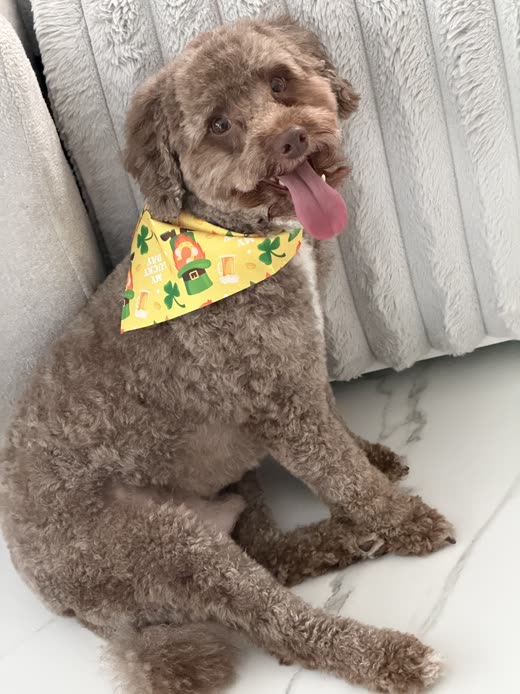 A chocolate-brown cockapoo in a yellow bandana after its groom